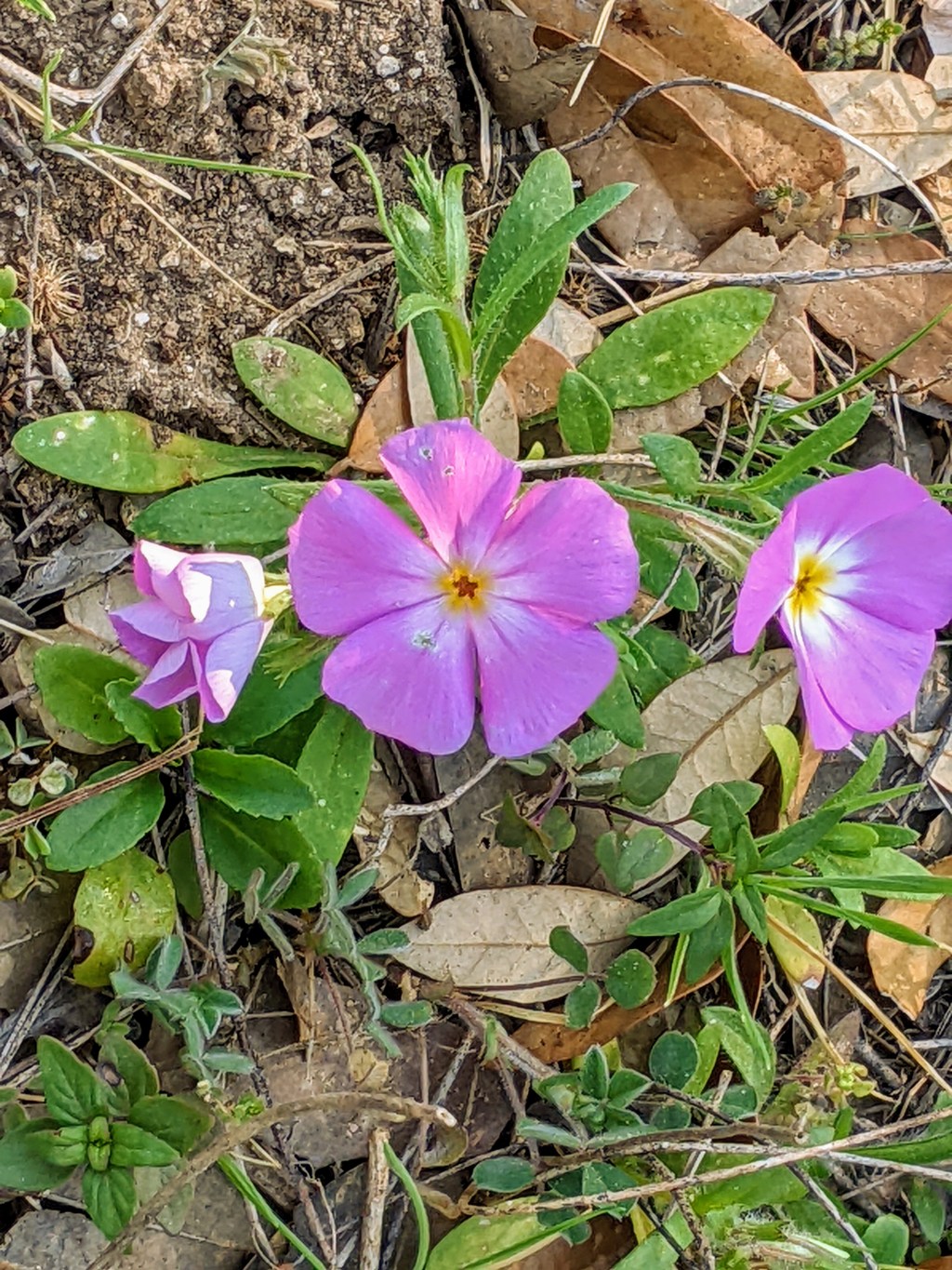 Bluebonnets are Pedestrian