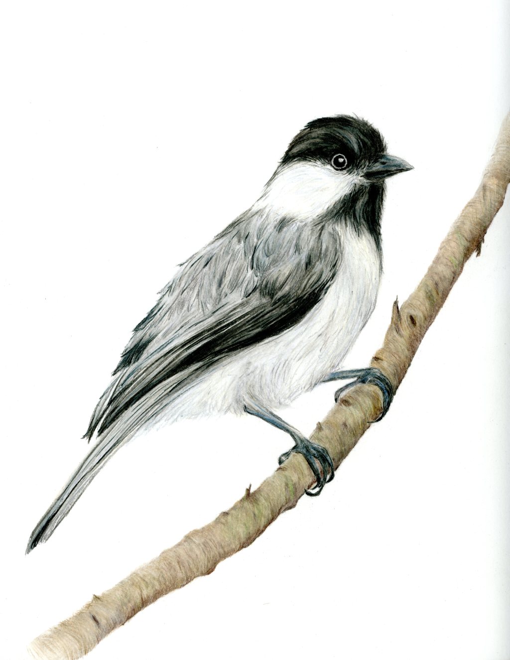 Aunt Mary Beth’s Carolina Black Capped Chickadee